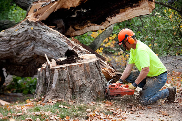 Best Leaf Removal Services  in USA